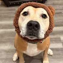 Thumbnail photo of Raider. #1