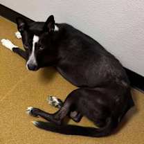 Thumbnail photo of Whisper #2