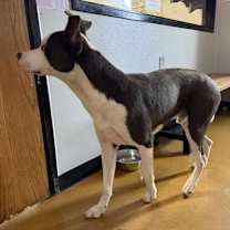 Thumbnail photo of Chet #2