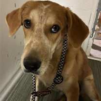 adopt-pet