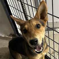 adopt-pet