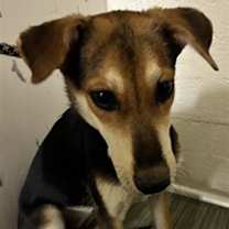 adopt-pet