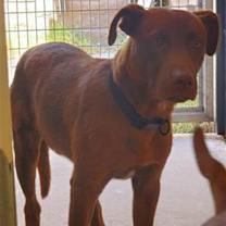 adopt-pet