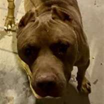 adopt-pet