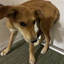 adopt-pet