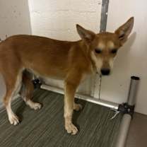 adopt-pet