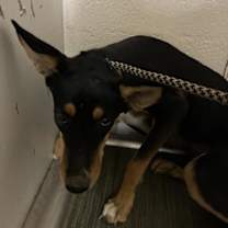 adopt-pet