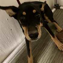 adopt-pet