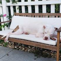 Thumbnail photo of Lima Bean #2