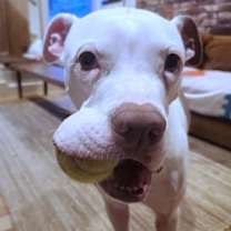 Thumbnail photo of Lima Bean #3