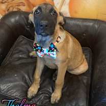 Thumbnail photo of Thelma #4