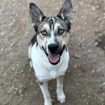 Thumbnail photo of Changa #1