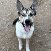 Thumbnail photo of Changa #2