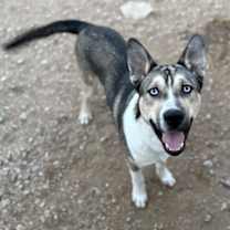 Thumbnail photo of Changa #3