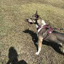 Thumbnail photo of Changa #4