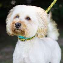 Thumbnail photo of Kuro 21842 #3