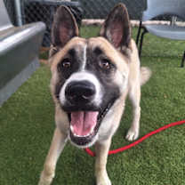 adopt-pet