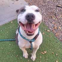 adopt-pet