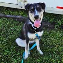 Thumbnail photo of Honeysuckle #1