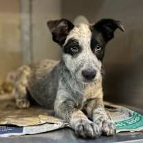 Thumbnail photo of Oreo (KitKat) #1