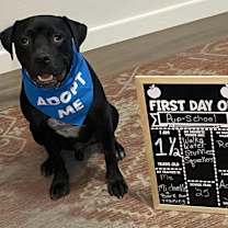adopt-pet