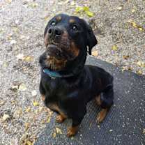 Thumbnail photo of IMA #2