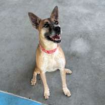 Thumbnail photo of Pixel (Juniper) #2