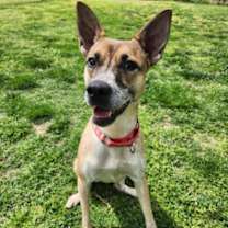 Thumbnail photo of Pixel (Juniper) #3