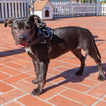 Thumbnail photo of Harley #1