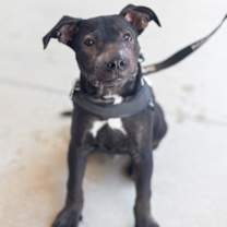 Thumbnail photo of Harley #2