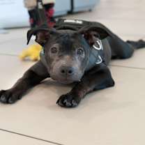 Thumbnail photo of Harley #3