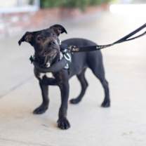 Thumbnail photo of Harley #4