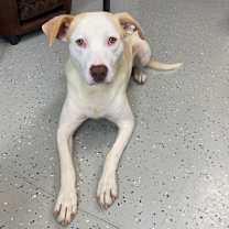 Thumbnail photo of Earl Grey #2