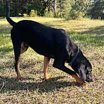 Thumbnail photo of Woody #2