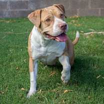 adopt-pet