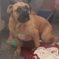 Thumbnail photo of Moose (Neutered) #2