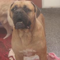 Thumbnail photo of Moose (Neutered) #3