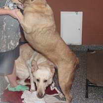 Thumbnail photo of Moose (Neutered) #4