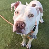 adopt-pet
