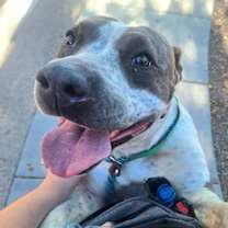 adopt-pet