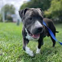 Thumbnail photo of 180815 Paul (Off Site Foster) #1