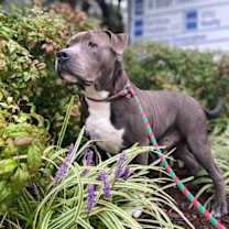 Thumbnail photo of 180815 Paul (Off Site Foster) #2