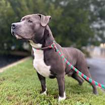 Thumbnail photo of 180815 Paul (Off Site Foster) #3