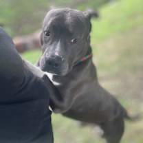 Thumbnail photo of 180815 Paul (Off Site Foster) #4