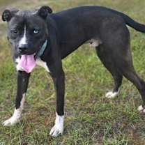 Thumbnail photo of Dr Pepper #1