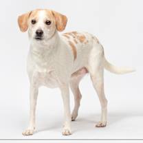 adopt-pet