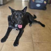 Thumbnail photo of Missy #2