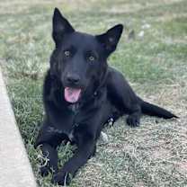 Thumbnail photo of Missy #1