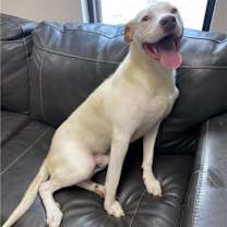 Thumbnail photo of Earl Grey #3