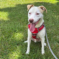 Thumbnail photo of Earl Grey #4